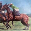Horses & ecuestres