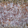Abstracto, Serie Blanco - Daniel Meziat