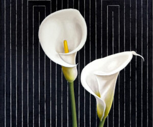 Stella's Garden - Daniel Borda