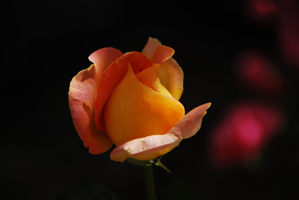 Flor - Decolor Feroz