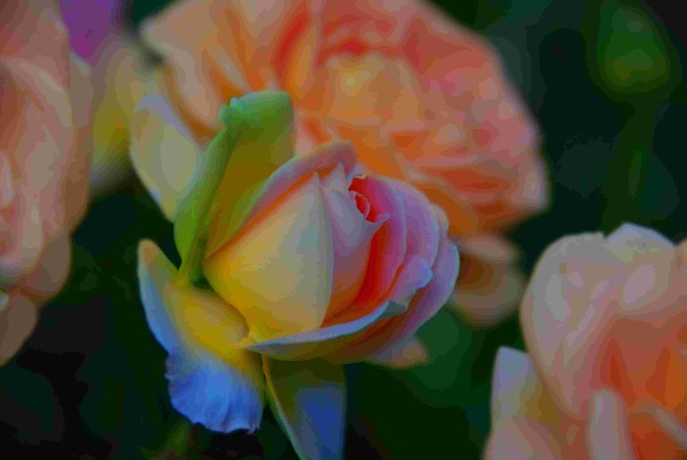 Rosa - Feroz