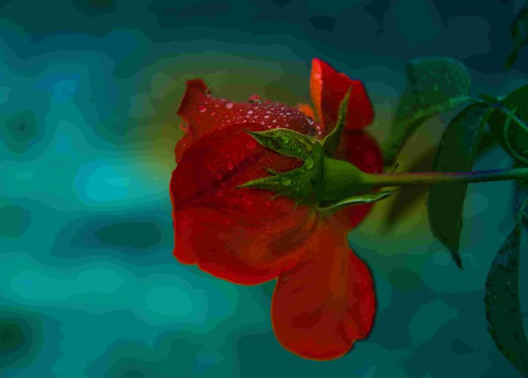 Flor roja - Feroz