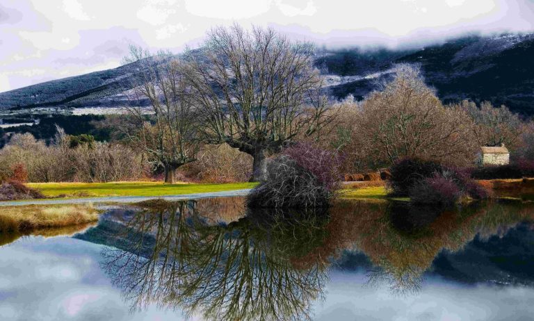 Lago y árboles - Feroz