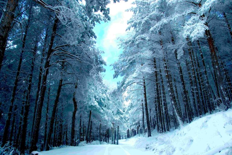 Nieve y árboles - Feroz